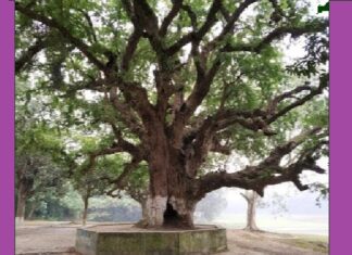 ফুলদীর তেঁতুল গাছটি ৬০০ বছরের ইতিহাস ফুলদীর তেঁতুল গাছটি